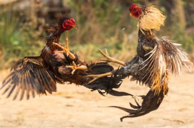 Chăm sóc gà qua chế độ ăn