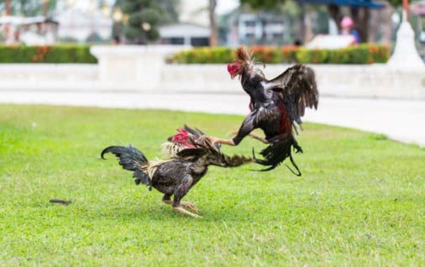 Sơ lược về hai giống gà chọi: gà đòn và gà cựa