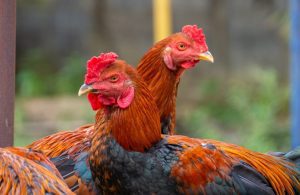 Cách nuôi gà chọi hiệu quả nhất từ các sư kê lão làng