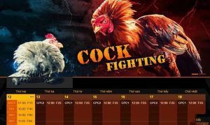 Thành viên cần lưu ý điều gì để không vi phạm vào điều luật hoạt động của boga67.com?