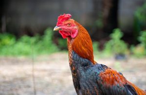 Gà bị hốc là gì, kinh nghiệm chữa hốc gà đã kiểm chứng