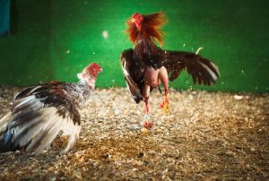 Tăng cân cho gà chọi kinh nghiệm và bí quyết hay nhất